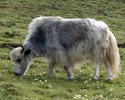 Brindle yak cow in Tibet
